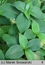 Hydrangea involucrata Mihara-kokonoe