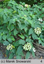 Hydrangea involucrata Mihara-kokonoe