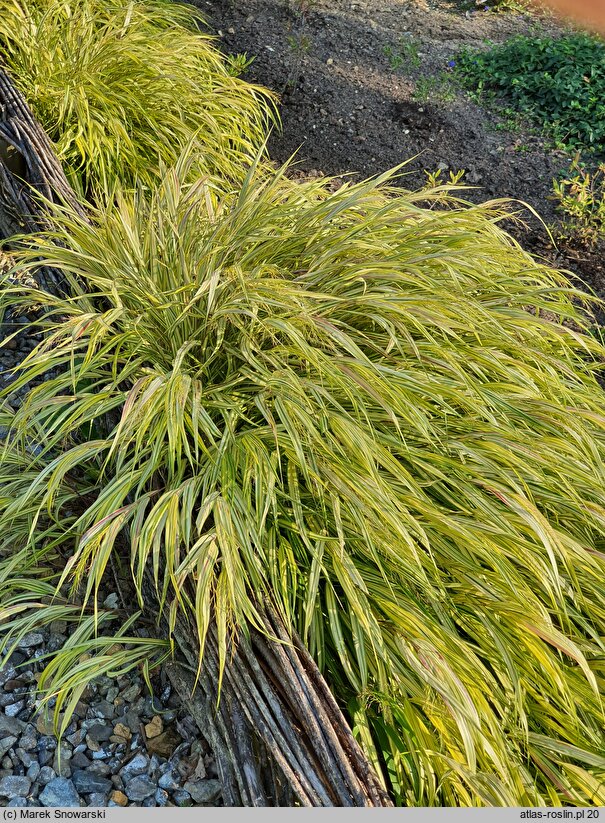 Hakonechloa macra Naomi