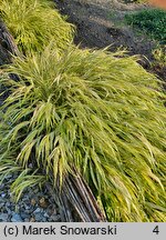Hakonechloa macra Naomi