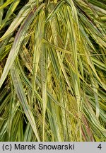 Hakonechloa macra Naomi