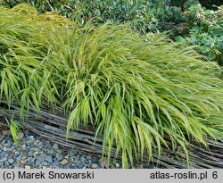 Hakonechloa macra Naomi