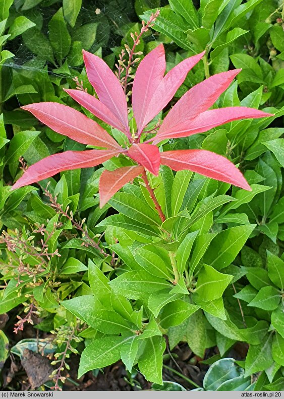 Pieris japonica Mountain Fire