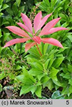 Pieris japonica Mountain Fire