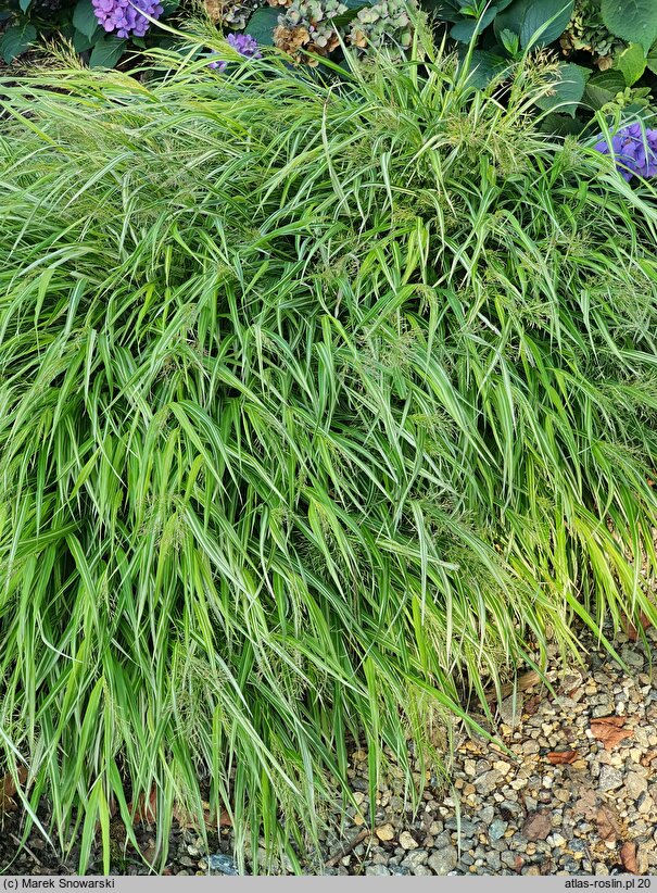 Hakonechloa macra Stripe It Rich