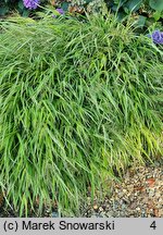Hakonechloa macra Stripe It Rich