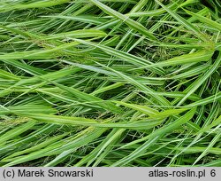 Hakonechloa macra Stripe It Rich