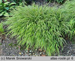 Hakonechloa macra Stripe It Rich