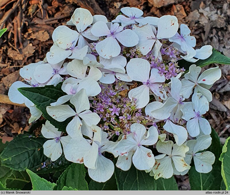 Hydrangea macrophylla Elster