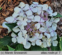 Hydrangea macrophylla Elster