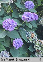 Hydrangea macrophylla Saxdifioros