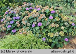 Hydrangea macrophylla Saxdifioros