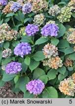 Hydrangea macrophylla Saxdifioros