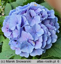 Hydrangea macrophylla Coquin