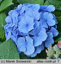 Hydrangea macrophylla Coquin