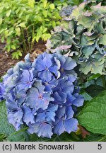 Hydrangea macrophylla Fripon