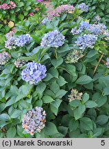 Hydrangea macrophylla Mirage