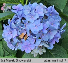 Hydrangea macrophylla Mirage