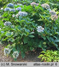 Hydrangea macrophylla Mirage