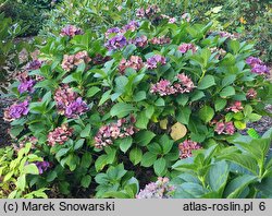 Hydrangea macrophylla Frisbee Hot Pink