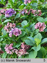 Hydrangea macrophylla Frisbee Hot Pink