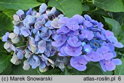 Hydrangea macrophylla Lutin