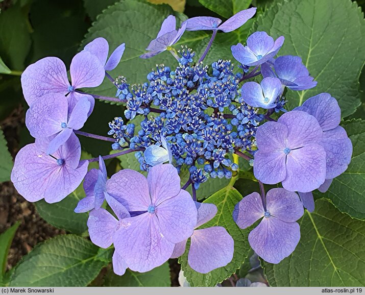 Hydrangea macrophylla Lutin