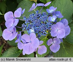 Hydrangea macrophylla Lutin