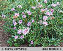 Rhododendron hort. Herbstfreude