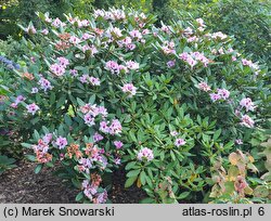 Rhododendron hort. Herbstfreude