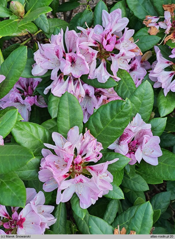 Rhododendron hort. Herbstfreude