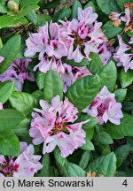 Rhododendron hort. Herbstfreude