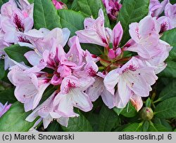 Rhododendron hort. Herbstfreude