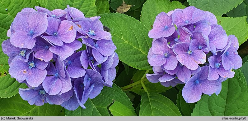 Hydrangea macrophylla Libertin