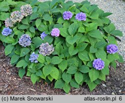 Hydrangea macrophylla Libertin