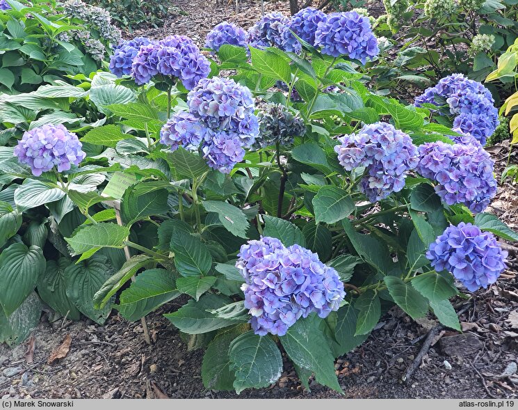 Hydrangea macrophylla La Marne