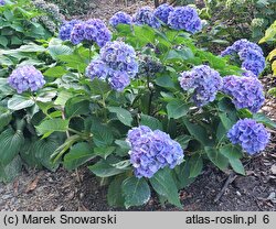 Hydrangea macrophylla La Marne