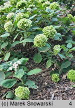 Hydrangea involucrata Yokudanka