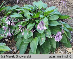 Hosta Purple Heart