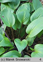 Hosta Purple Heart