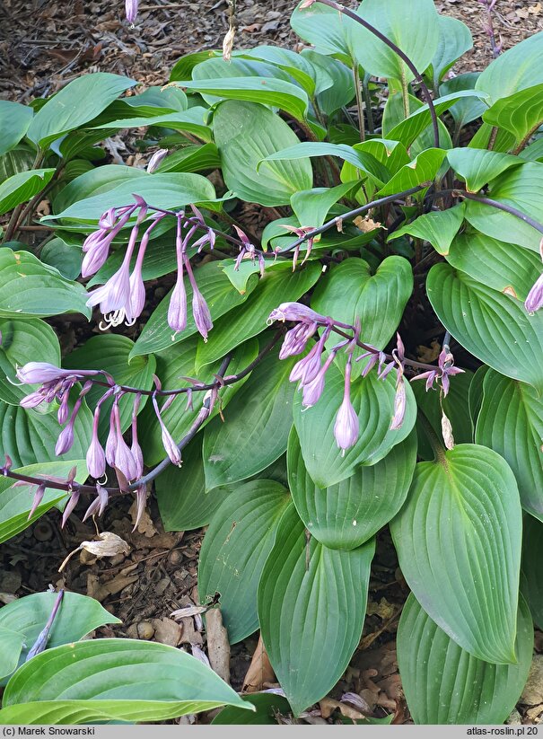 Hosta Purple Heart