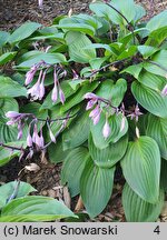 Hosta Purple Heart