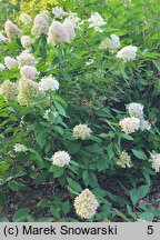 Hydrangea paniculata Magical Sweet Summer