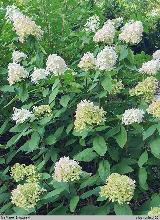 Hydrangea paniculata Magical Sweet Summer