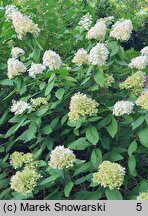 Hydrangea paniculata Magical Sweet Summer