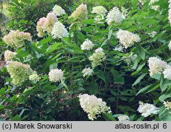 Hydrangea paniculata Magical Sweet Summer