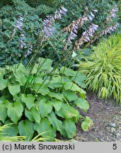 Hosta Fujibotan