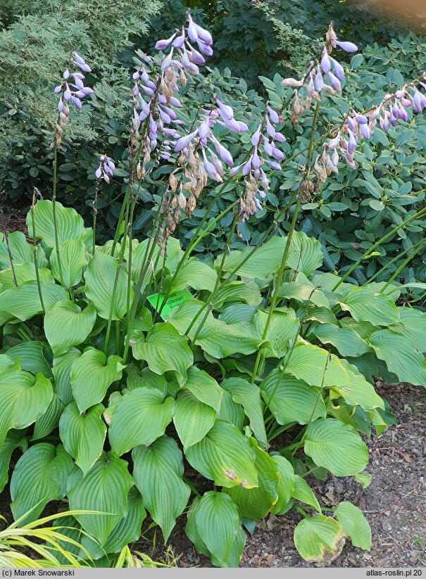 Hosta Fujibotan