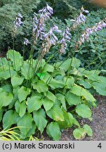 Hosta Fujibotan