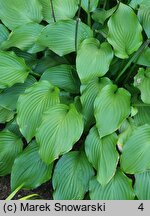 Hosta Fujibotan